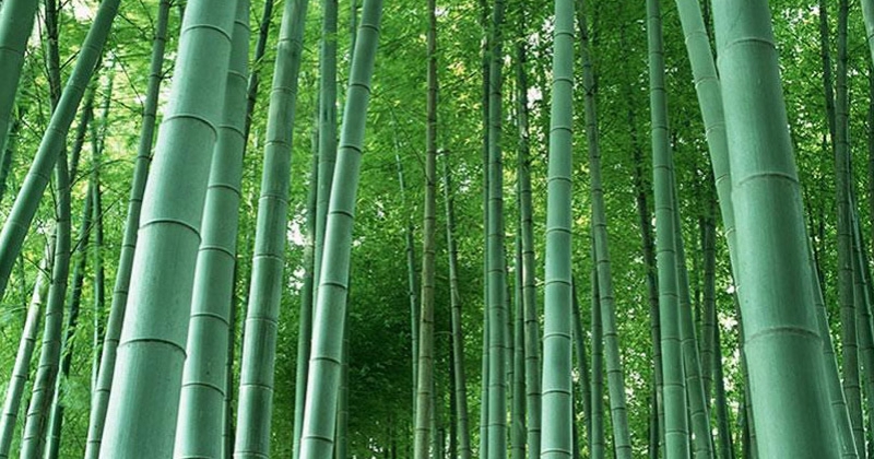 Bamboo Compact Productions